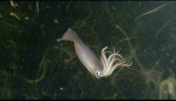 Humboldt squid 