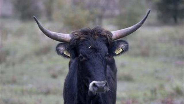 cattle-czech.jpg 