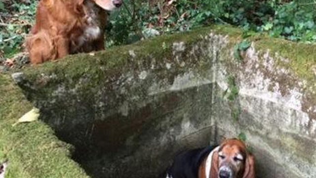 tillie-hero-dog.jpg 