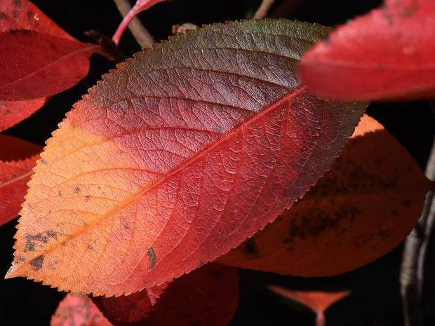 fall-foliage-getty-492240316.jpg 