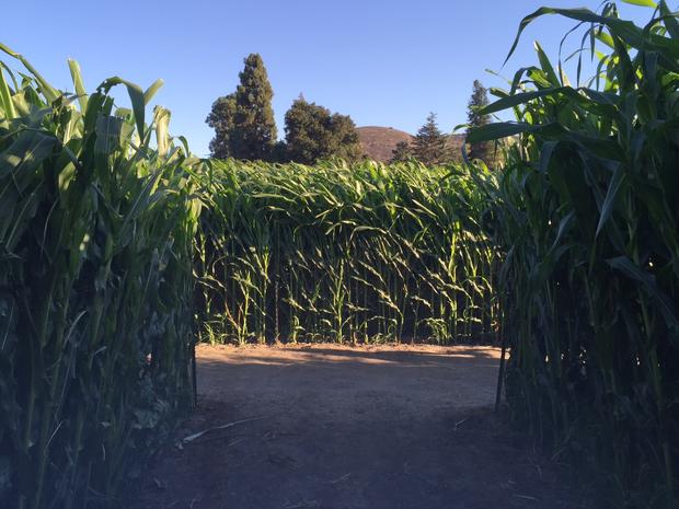 underwood family farms corn maze 