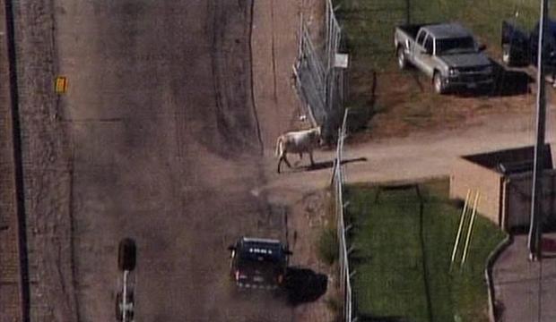 Bull On The Loose In St. Paul 