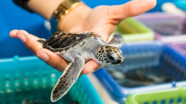 turtle1.jpg 