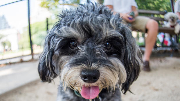 Pet portraits by The Dogist 