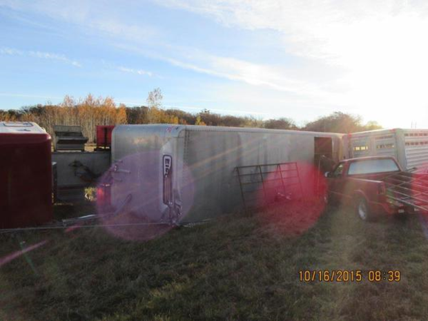 Overturned cattle truck 2 