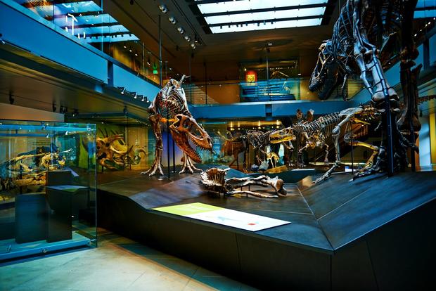natural history museum dinosaur 