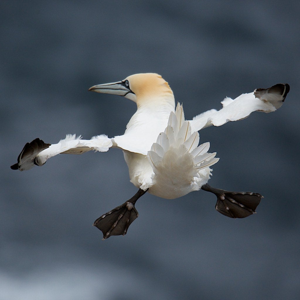 Hilarious winners of The Comedy Wildlife Photography Awards