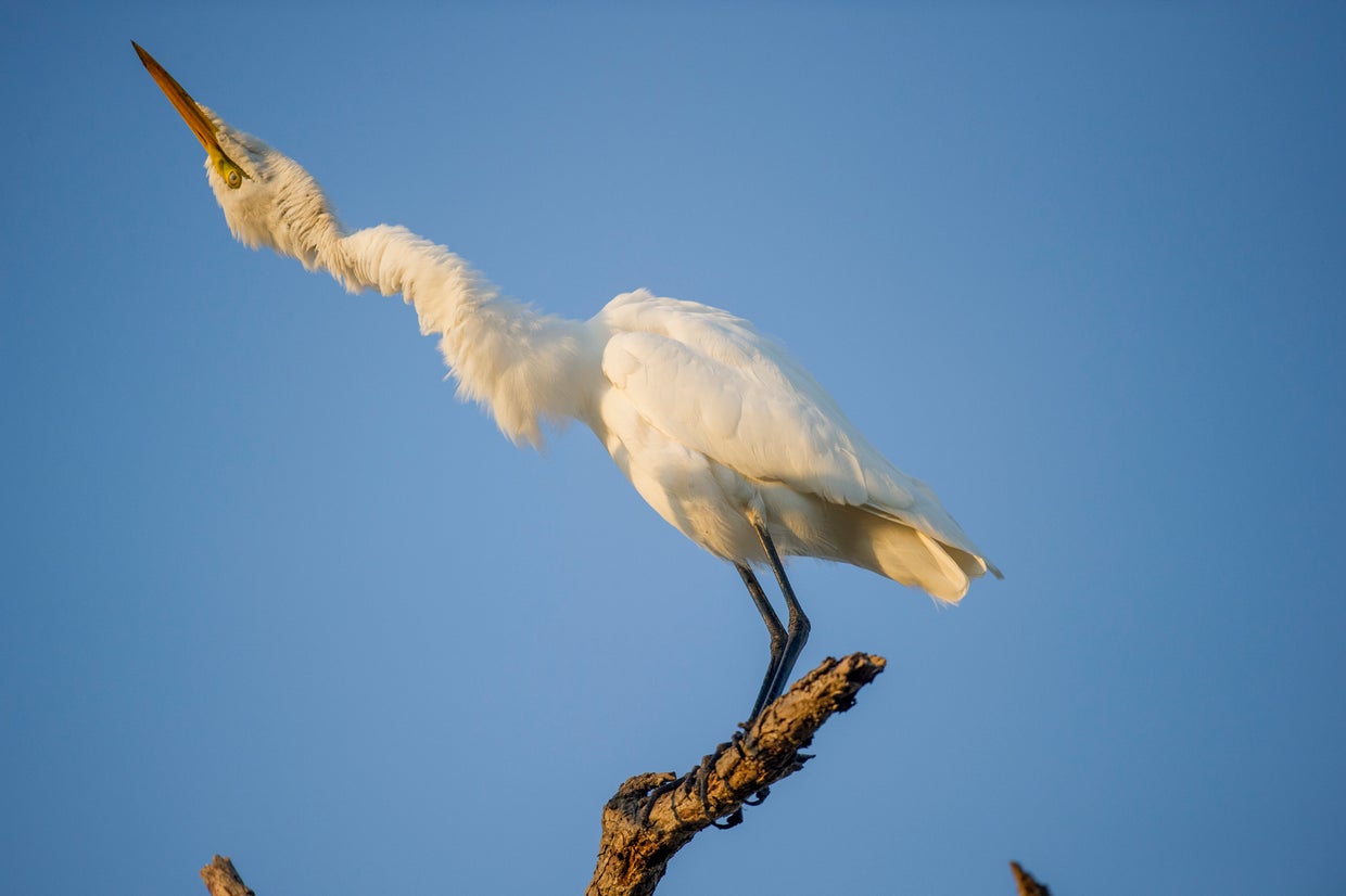 Hilarious winners of The Comedy Wildlife Photography Awards
