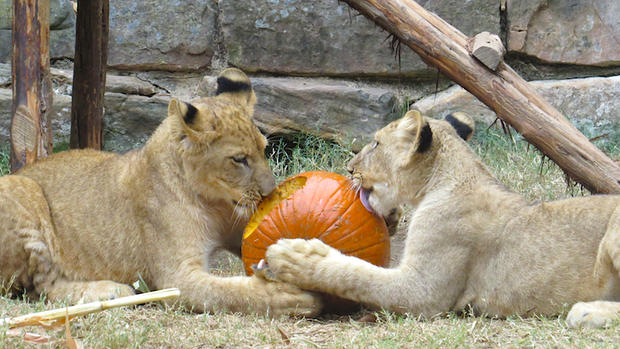 lions and pumpkins 3 
