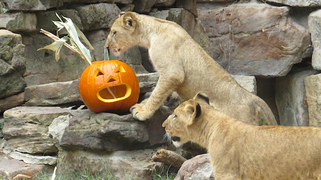 lions-and-pumpkins-1.jpg 