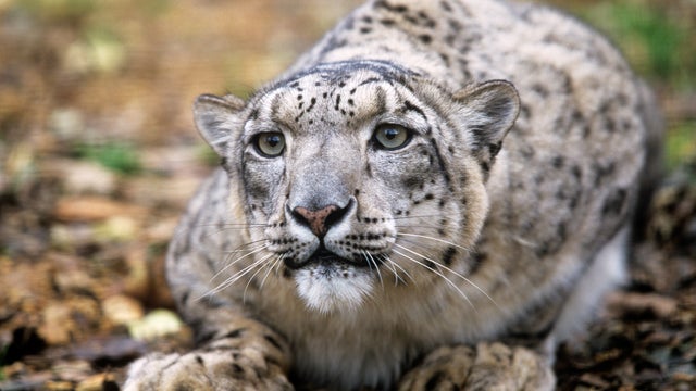 wwfsos1507.jpg 