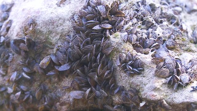 zebra-mussels.jpg 