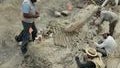 np0723dinosaur120x90.jpg 