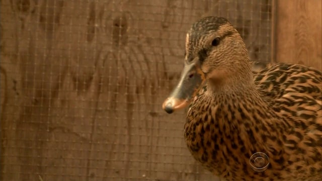 EN_BLACKSTONE_DUCK.jpg 