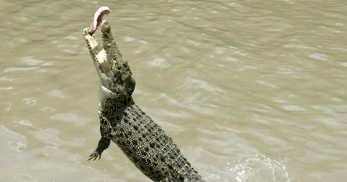 Ein Krokodil springt mit geöffnetem Maul auf das Boot eines australischen Fischers