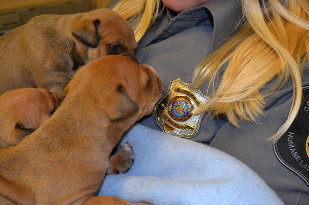 puppies and badge 