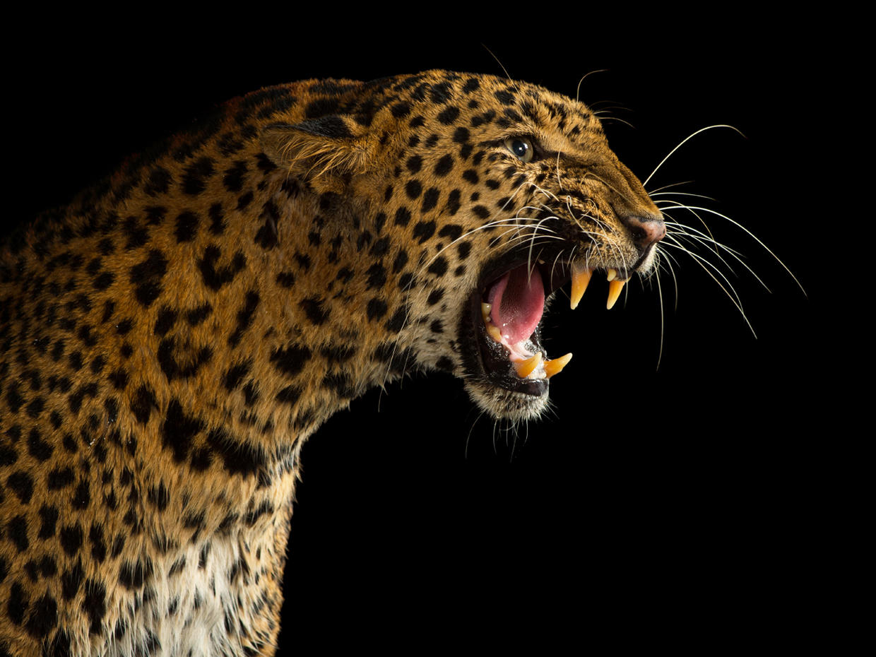 Joel Sartore's Photo Ark