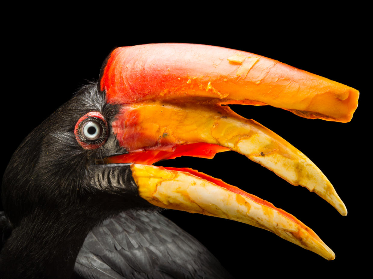 Joel Sartore's Photo Ark