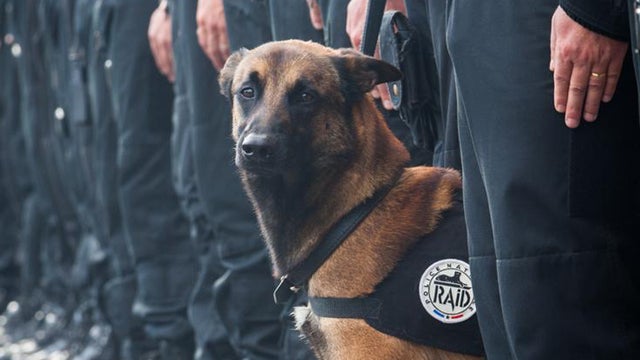 French National Police Assault Dog "Diesel" 