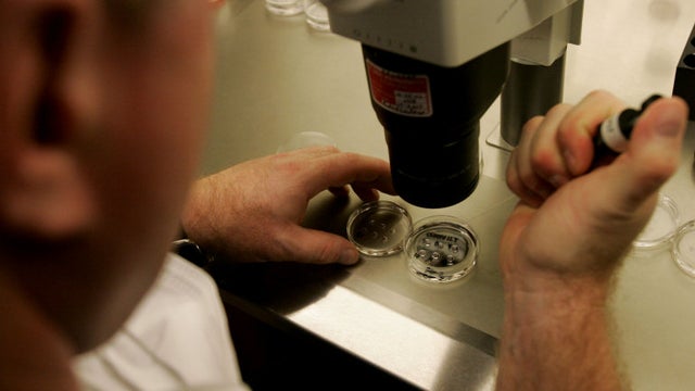 embryo.jpg 