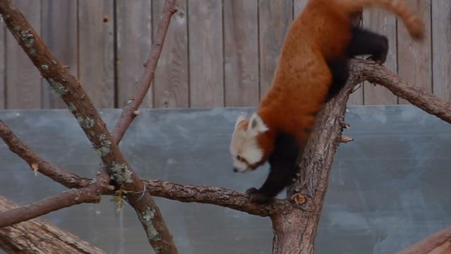 red-panda.jpg 