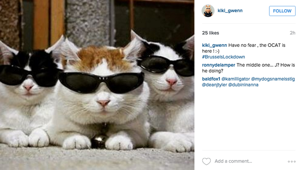 These cats are fighting terrorism 