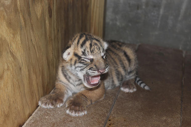 2 Tiger cub 1 Ivy 