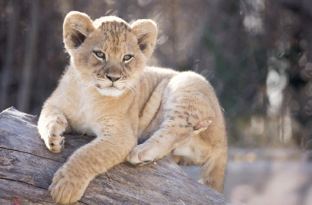 Lion Cubs (3) 