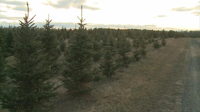 christmas-tree-farm.jpg 