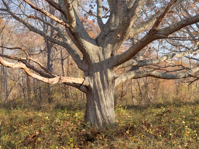 daniel-jones-family-tree-in-fall-2014.jpg