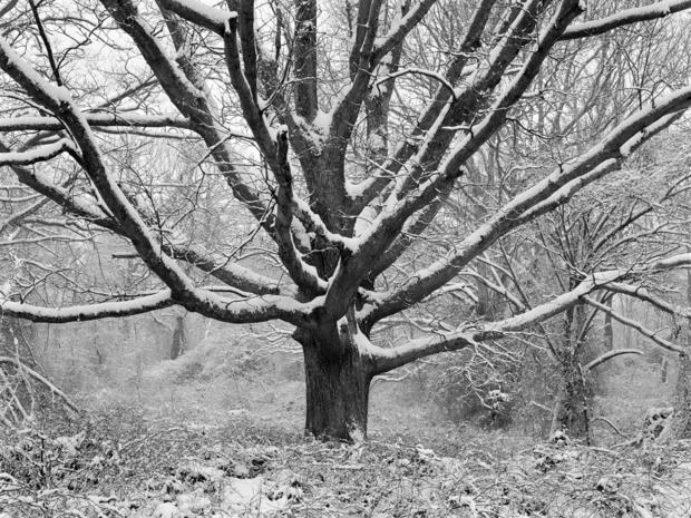 daniel-jones-family-tree-in-winter-1996.jpg 