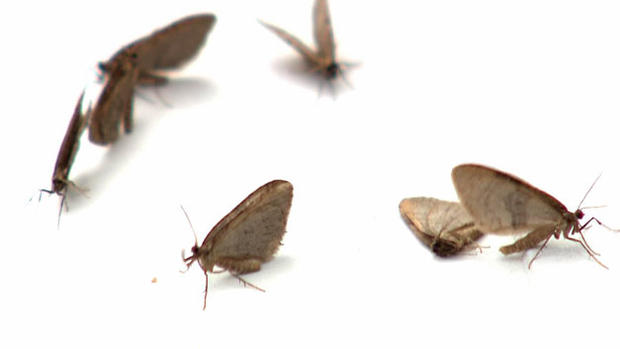 Moths 