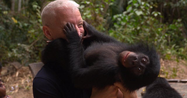 The playful world of baby bonobos - CBS News
