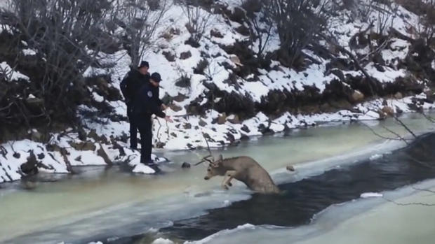 Estes park deer rescue 