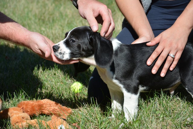 cvmifvpuppies2015-1.jpg 