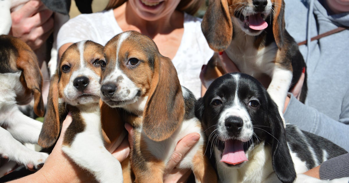 First litter of IVF puppies born by in vitro fertilization - CBS News
