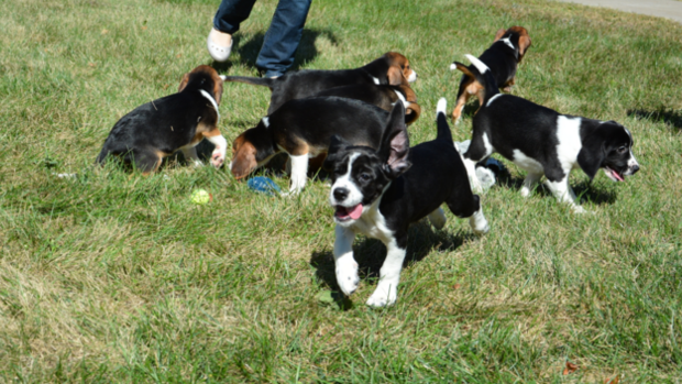 A rambunctious photo session with the first IVF puppies 