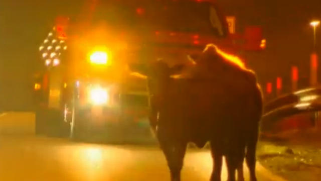 wjtv-cows-on-the-loose-promo.jpg 