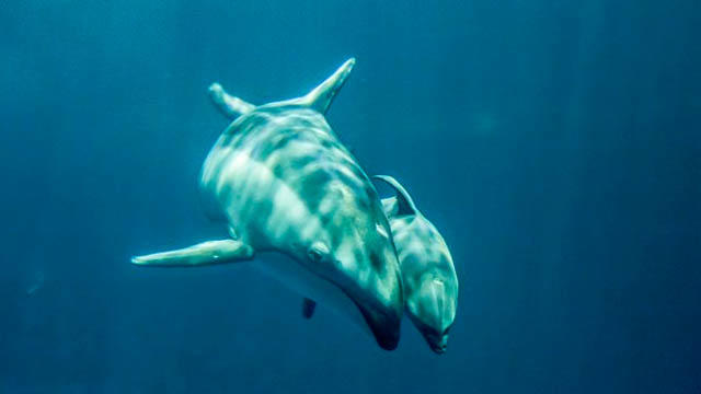 shedd-baby-dolphin.jpg 
