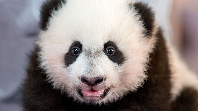 panda 