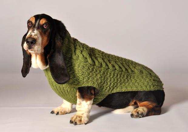 chilly-dog-sweaters.jpg 