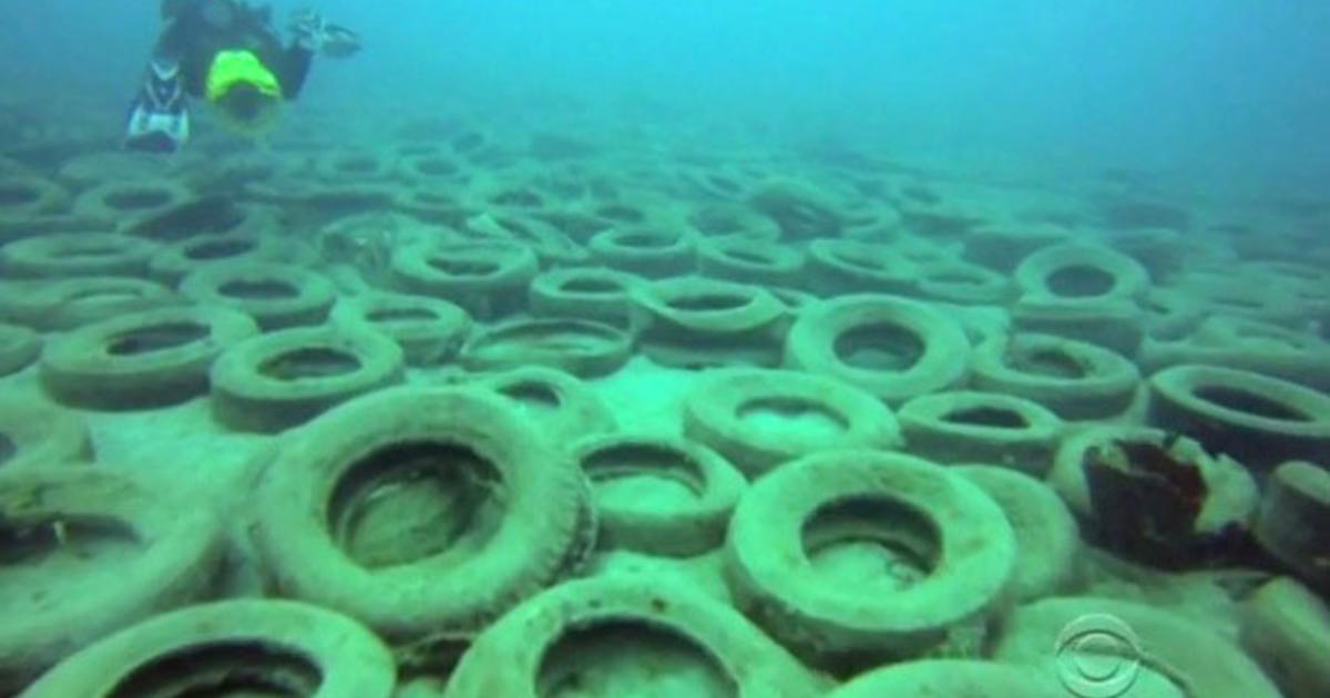 Proposal phone calls for mangrove defense, retrieval of thousands and thousands of tires off Broward coastline