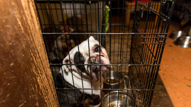 367 dogs rescued in multi-state dog-fighting case 