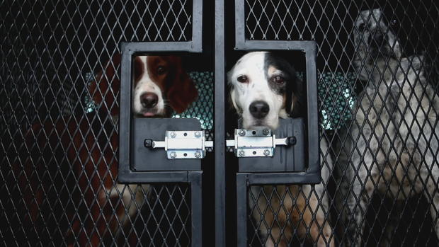 DOGS SEIZED 