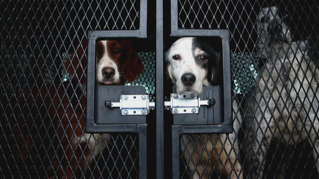 dogs-seized.jpg 