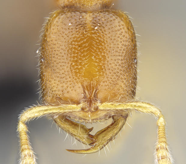 ant-from-genus-prionopeltadracula-ant-c-california-academy-of-sciences-2.jpg 