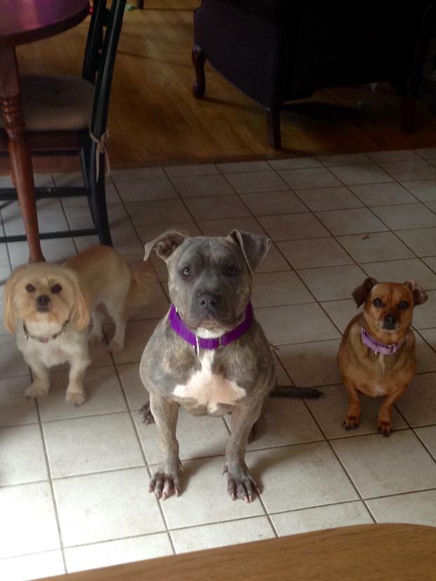 dog-name-adele-adopters-laney-and-coleman-nee-shelter-blue-dog-shelter.jpg 