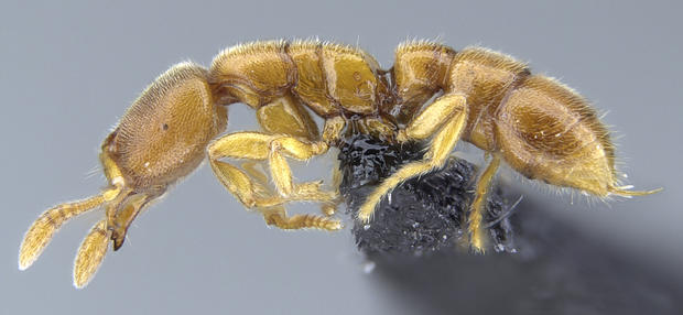 ant-from-genus-prionopeltadracula-ant-c-california-academy-of-sciences.jpg 