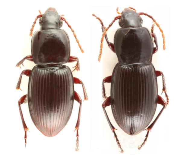 chaetodactyla-rainioaenew-beetle-c-california-academy-of-sciences.png 