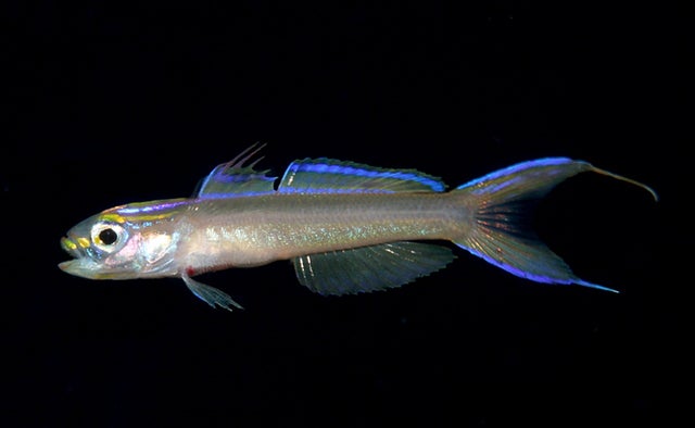 navigobius-vittatusnew-dartfishc-mark-v-erdmann.jpg 